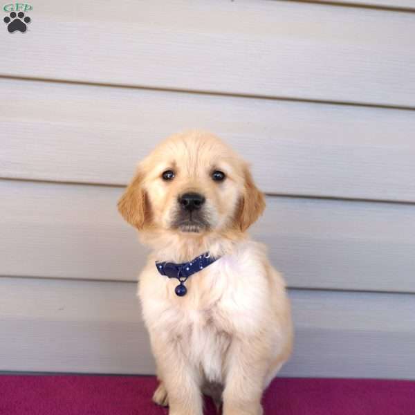 French Fry, Golden Retriever Puppy