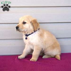 French Fry, Golden Retriever Puppy