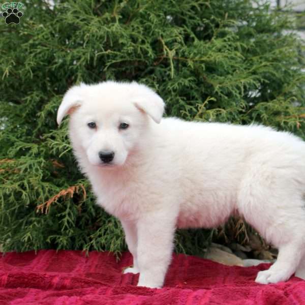 Freya, German Shepherd Puppy