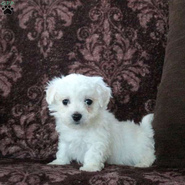 Freya, Bichon Frise Puppy