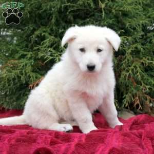 Freya, German Shepherd Puppy