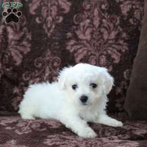 Freya, Bichon Frise Puppy