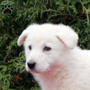 Freya, German Shepherd Puppy