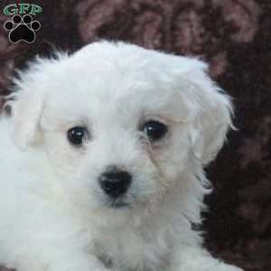 Freya, Bichon Frise Puppy