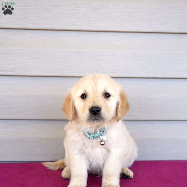 Frisco, Golden Retriever Puppy