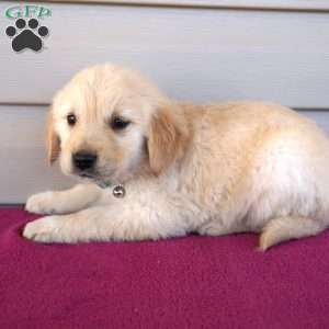 Frisco, Golden Retriever Puppy