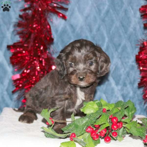 Frisky, Cockapoo Puppy