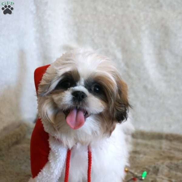 Frisky, Shih Tzu Puppy