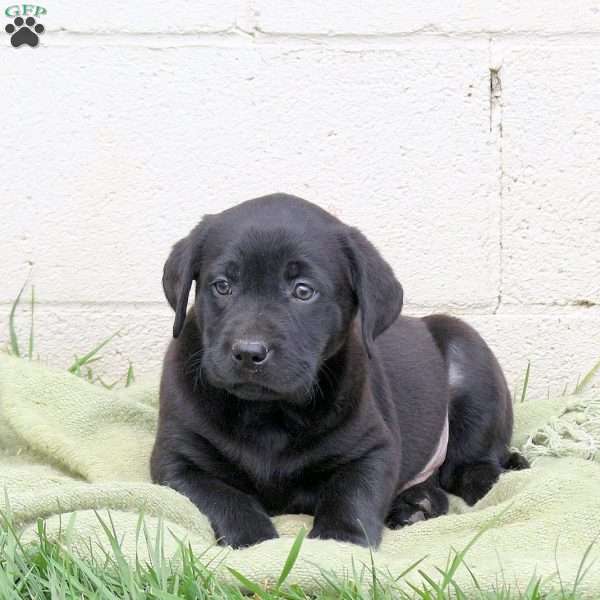 Fritz, Black Labrador Retriever Puppy