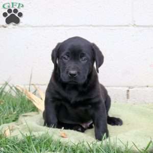 Fritz, Black Labrador Retriever Puppy