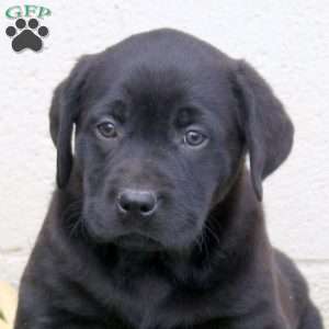 Fritz, Black Labrador Retriever Puppy