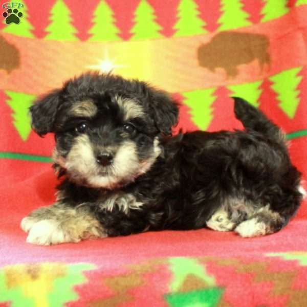 Frodo, Havapoo Puppy