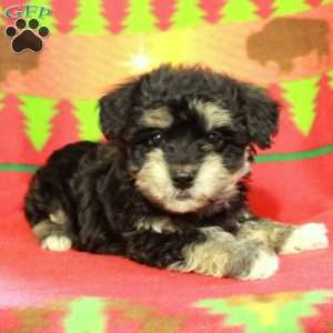 Frodo, Havapoo Puppy