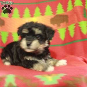 Frodo, Havapoo Puppy