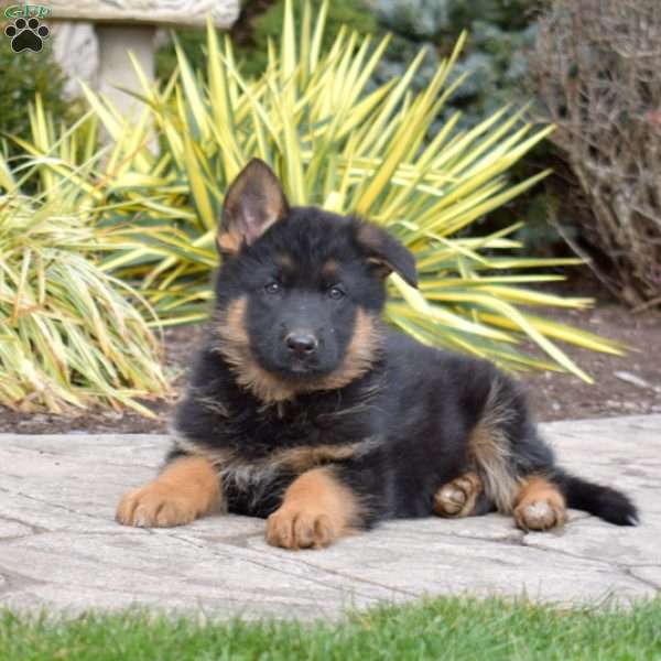 Frontier, German Shepherd Puppy