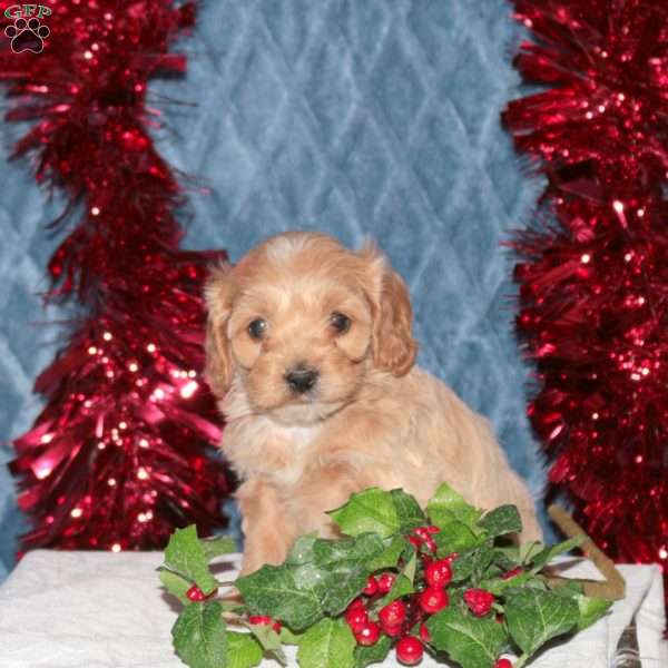Frosty, Cockapoo Puppy