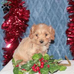 Frosty, Cockapoo Puppy
