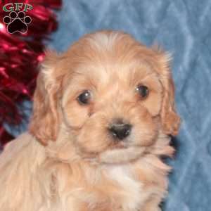 Frosty, Cockapoo Puppy