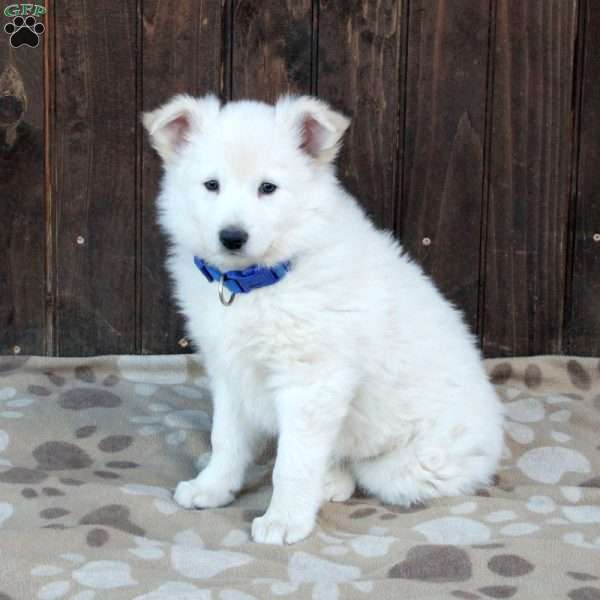 Frosty, German Shepherd Mix Puppy