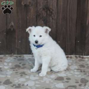 Frosty, German Shepherd Mix Puppy