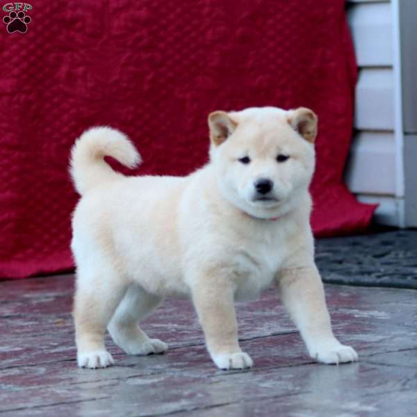 Frosty, Shiba Inu Puppy