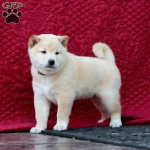 Frosty, Shiba Inu Puppy