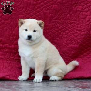Frosty, Shiba Inu Puppy