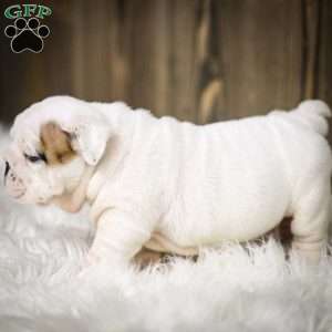 Frosty, English Bulldog Puppy