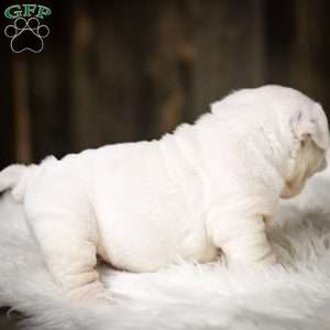 Frosty, English Bulldog Puppy