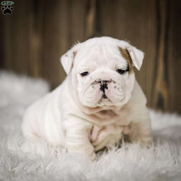 Frosty, English Bulldog Puppy