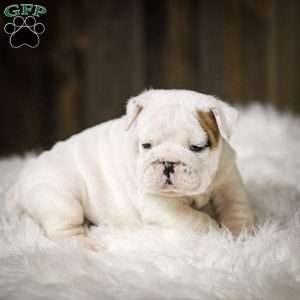 Frosty, English Bulldog Puppy