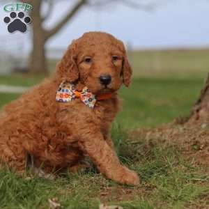 Fruitcake, Goldendoodle Puppy