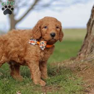 Fruitcake, Goldendoodle Puppy