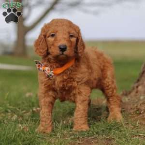Fruitcake, Goldendoodle Puppy