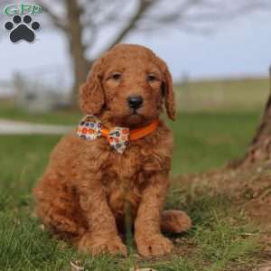 Fruitcake, Goldendoodle Puppy