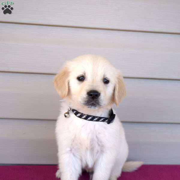 Fudge, Golden Retriever Puppy