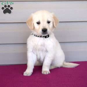 Fudge, Golden Retriever Puppy