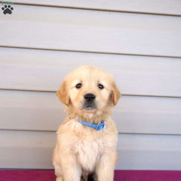 Fumbles, Golden Retriever Puppy