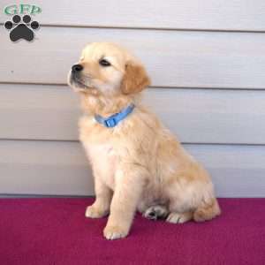 Fumbles, Golden Retriever Puppy