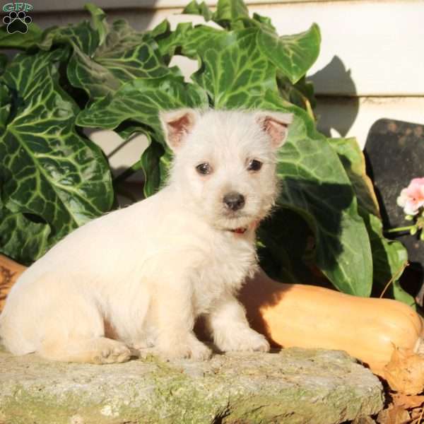 Gab, West Highland Terrier Puppy