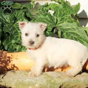 Gab, West Highland Terrier Puppy