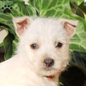 Gab, West Highland Terrier Puppy
