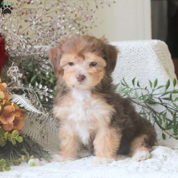 Gabbie, Yorkie Mix Puppy