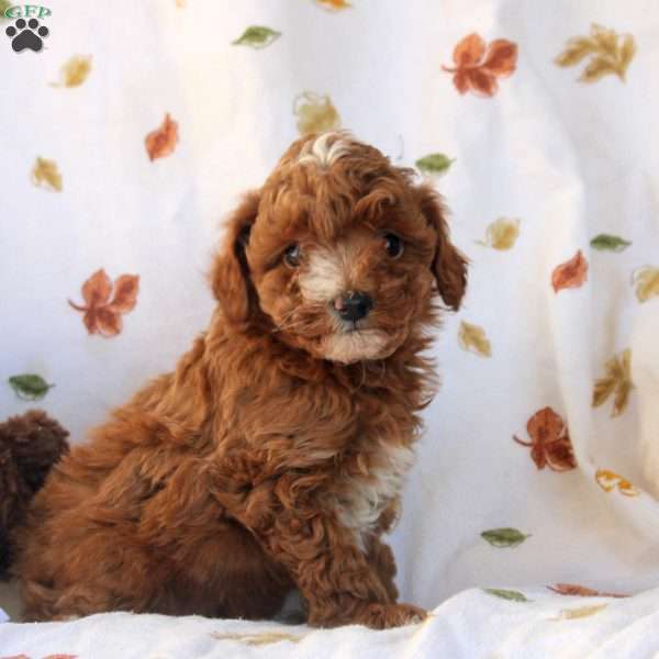 Gabby, Miniature Poodle Puppy