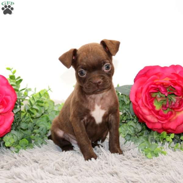 Gabby, Boston Terrier Mix Puppy