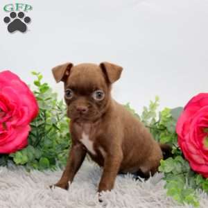 Gabby, Boston Terrier Mix Puppy