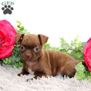 Gabby, Boston Terrier Mix Puppy