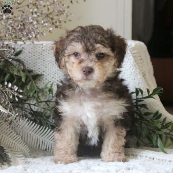 Gabe, Yorkie Mix Puppy