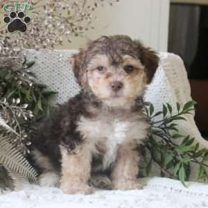 Gabe, Yorkie Mix Puppy