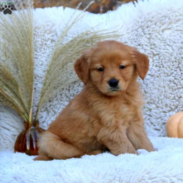 Gabe, Golden Retriever Puppy